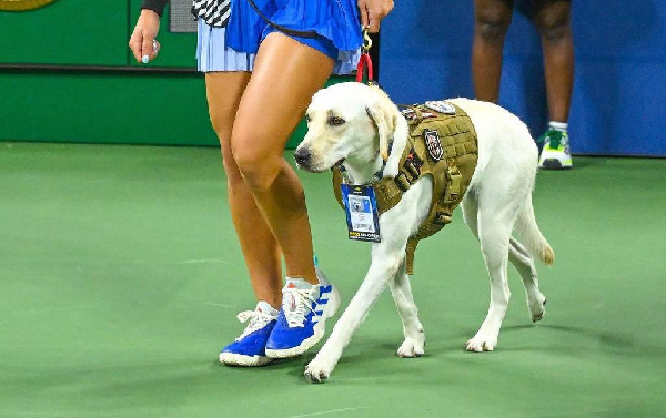 На корте US Open появилась необычная собака